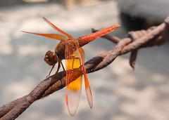 Brachythemis contaminata