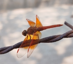Brachythemis contaminata