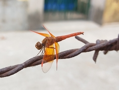Brachythemis contaminata