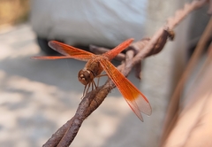 Brachythemis contaminata
