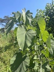 Abutilon angulatum macrophyllum