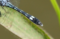 Micrathyria caerulistyla
