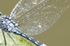 Micrathyria caerulistyla
