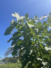 Abutilon angulatum macrophyllum