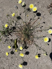 Malacothrix glabrata