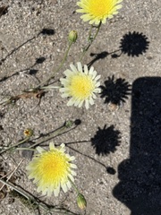 Malacothrix glabrata