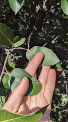 Rhus integrifolia × ovata