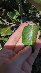 Rhus integrifolia × ovata