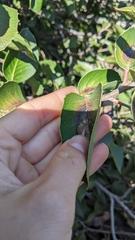 Rhus integrifolia × ovata