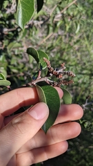 Rhus integrifolia × ovata