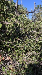 Rhus integrifolia × ovata