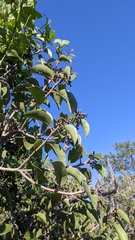 Rhus integrifolia × ovata