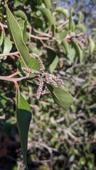 Rhus integrifolia × ovata