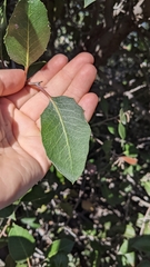 Rhus integrifolia × ovata