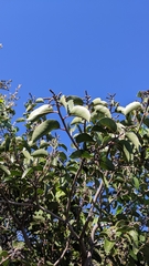 Rhus integrifolia × ovata