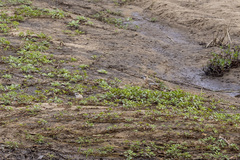 Charadrius marginatus mechowi