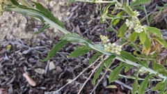 Cudweed (Pseudognaphalium biolettii)