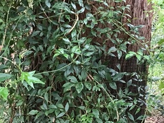 Pandorea jasminoides
