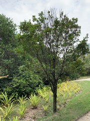 Eugenia brasiliensis
