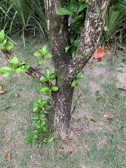 Eugenia brasiliensis