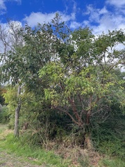 Eucalyptus kitsoniana