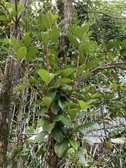Eugenia brasiliensis