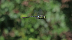 Anax gibbosulus