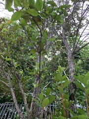 Eugenia brasiliensis