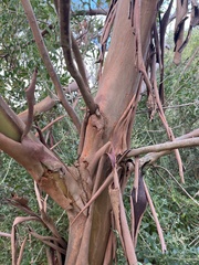 Eucalyptus kitsoniana