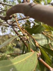Eucalyptus kitsoniana
