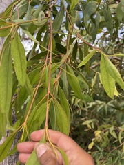 Eucalyptus kitsoniana