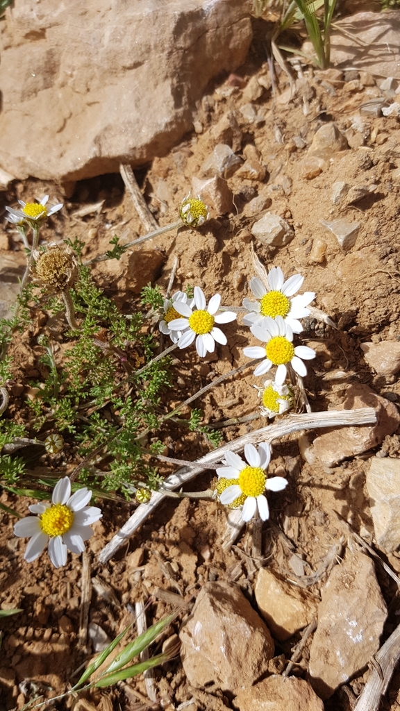 Anthemis rascheyana