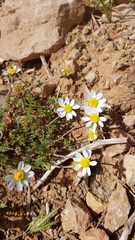 Anthemis rascheyana