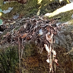 Lophophanes dichrous