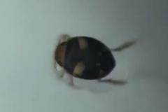 Allopachria flavomaculata