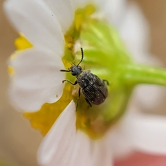Bruchinae