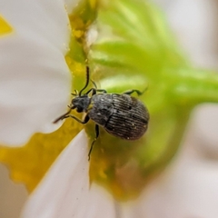 Bruchinae