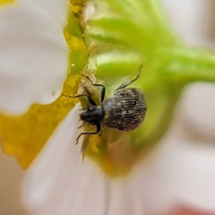 Bruchinae