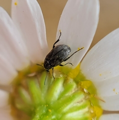 Bruchinae