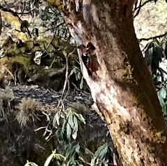 Dendrocopos himalayensis