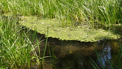 Potamogeton epihydrus