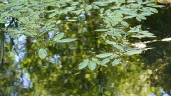 Potamogeton epihydrus