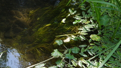 Potamogeton epihydrus