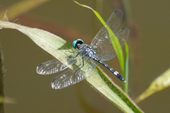 Micrathyria caerulistyla
