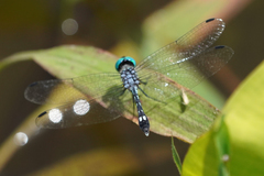 Micrathyria caerulistyla