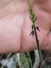Genoplesium despectans