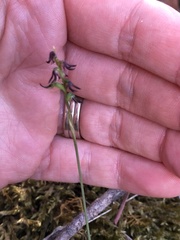Genoplesium despectans