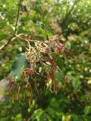 Strophanthus wallichii