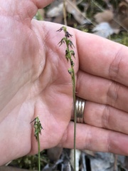 Genoplesium despectans