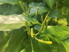 Gnetum montanum